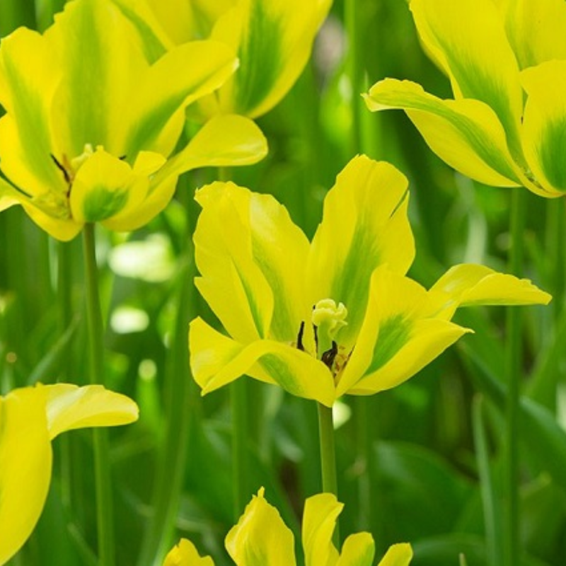 Formosa Tulip Bulbs Buy Online Boston Seeds